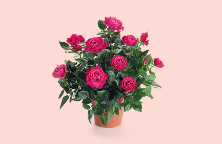 rose_FestaMamma_768x500_fondoColore.jpg